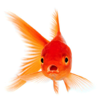 Aurelon PrintFactory 2026 (Production)